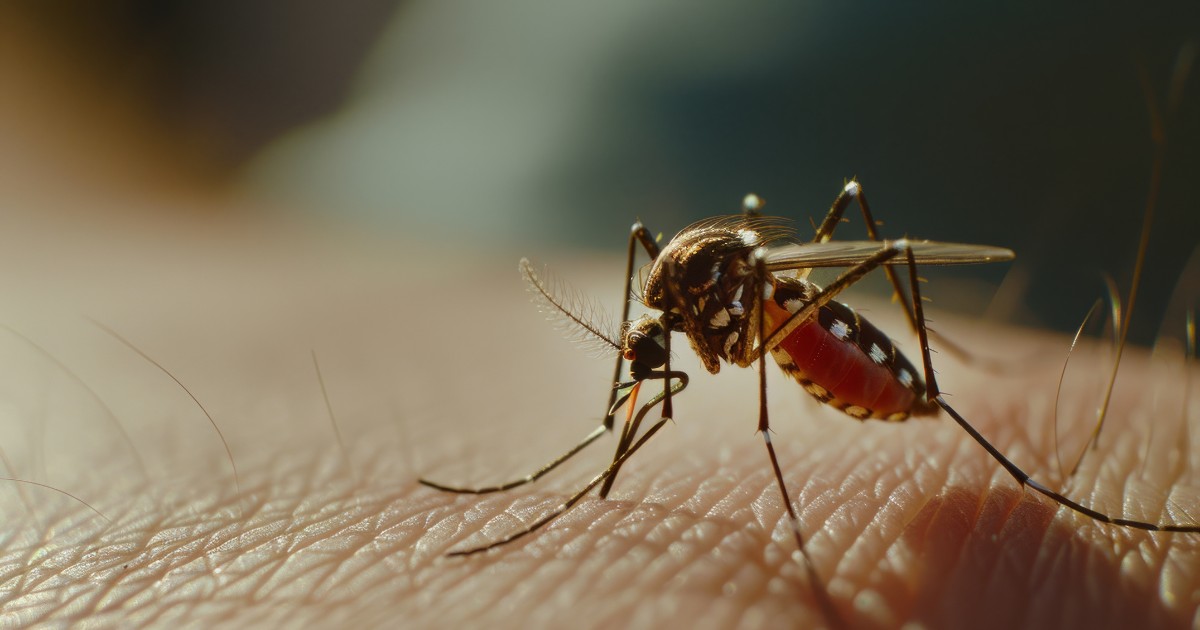 Novo sistema aumenta eficiência no combate a mosquitos transmissores de doenças