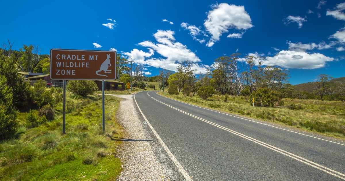ia-reduzir-atropelamentos-animais-australia
