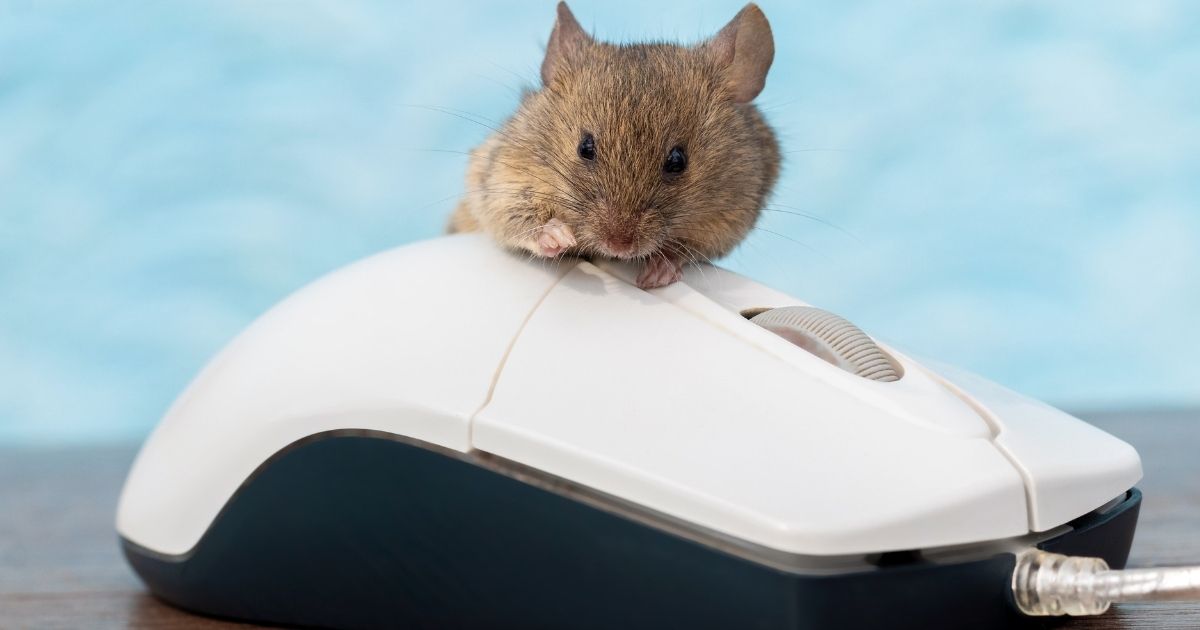 RatOn: novo malware combina golpes bancários e sequestro de WhatsApp