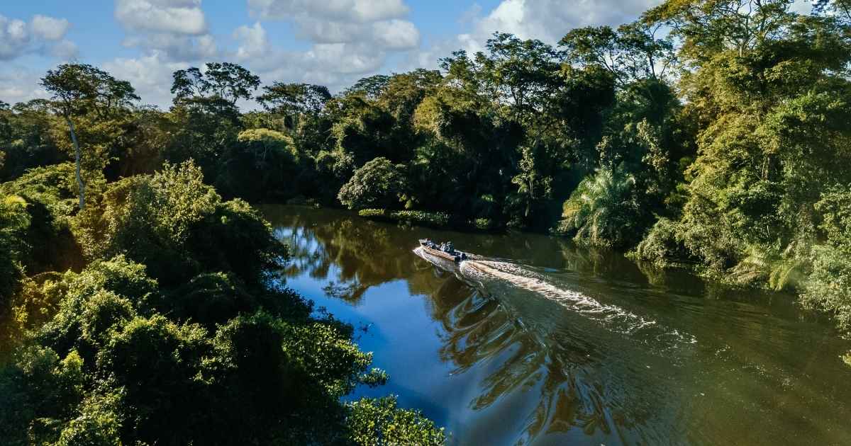 IA se torna aliada no combate ao desmatamento na Amazônia