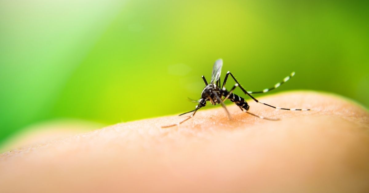 Campinas recebe maior fábrica do mundo de ‘mosquitos do bem’ que combatem a dengue