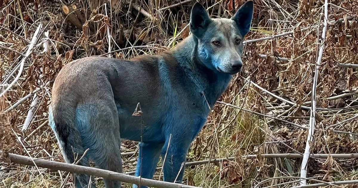 Cães azuis de Chernobyl intrigam cientistas e levantam mistério