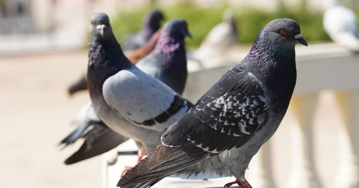 Pombos com implantes cerebrais são apresentados como novos ‘biodrones’ russos