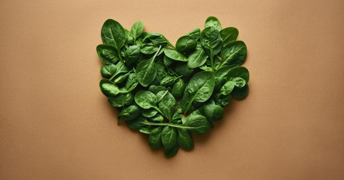 folha-espinafre-base-para-coracao-humano