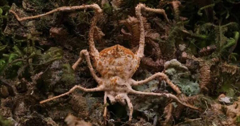 pesquisadores-nova-especie-de-fungo-zumbi