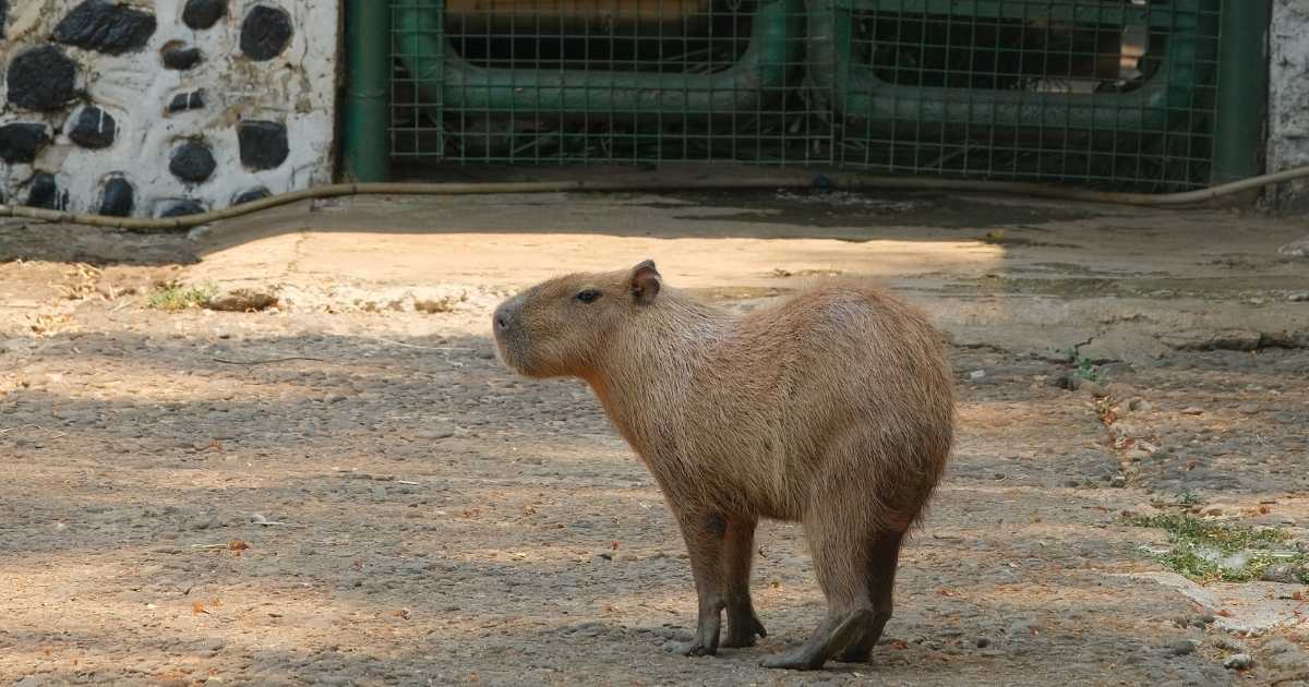 capivaria-uma-montagem-virou-ferramenta-de-gestao