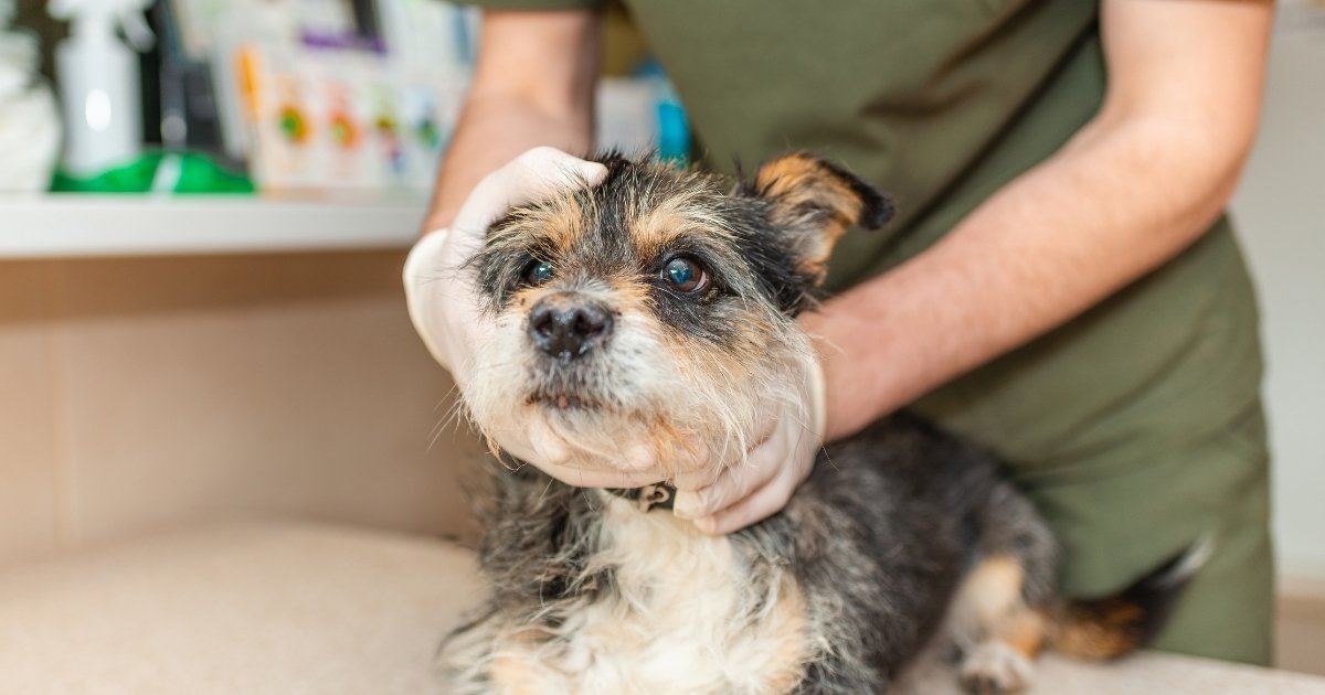 uberlandia-acesso-cirurgia-de-catarata-veterinaria