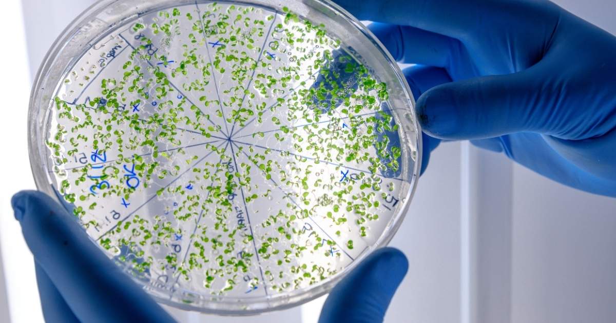 IA cria moléculas inéditas e avança no combate às superbactérias