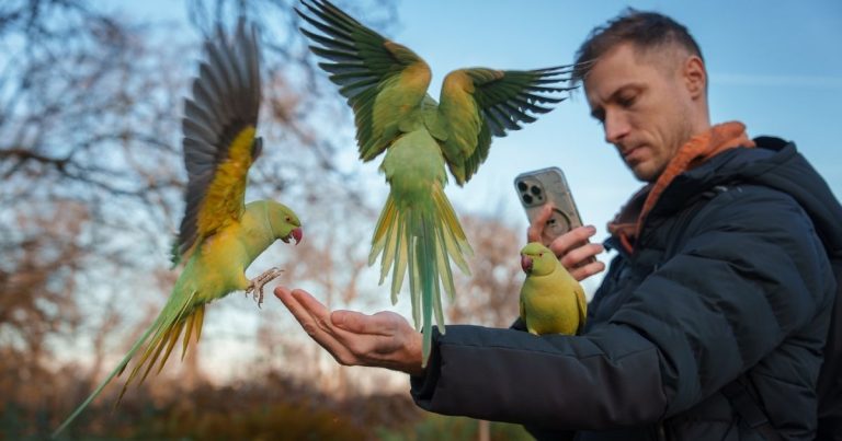 Plataforma aposta na lentidão e envia mensagens no ritmo da natureza