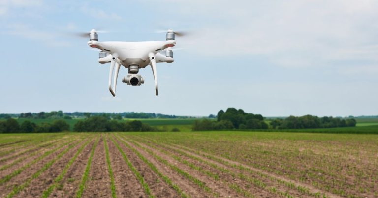 Drones e inovação fortalecem a agricultura familiar na Grande Curitiba