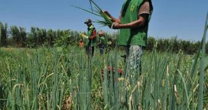 Tecnologia desenvolvida em MS conquista certificação e fortalece agricultura familiar   