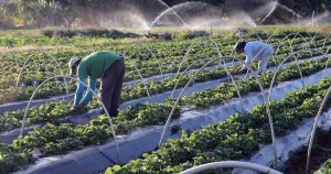 Tecnologia impulsiona agricultura em MT com máquinas conectadas e IA