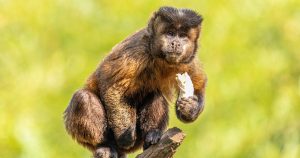 IA usa reconhecimento facial para estudar inteligência de macacos na natureza