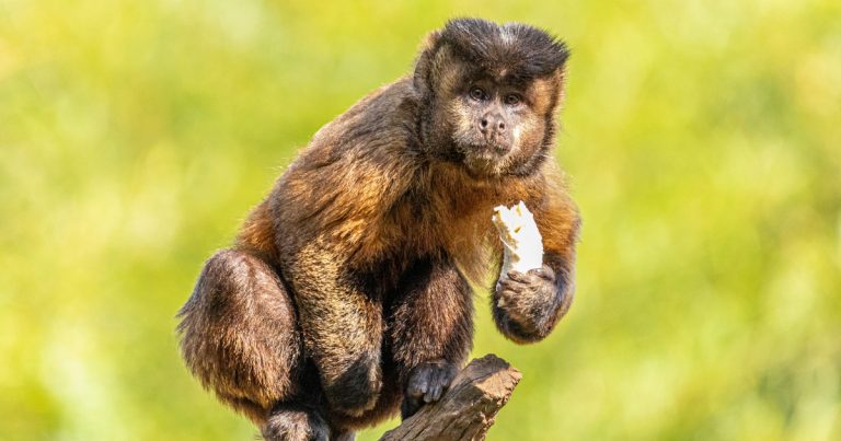 reconhecimento-facial-estudar-inteligencia-macacos