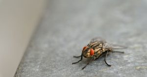 IA que reproduz cérebro de mosca pode ser usada para jogar e fazer investimentos