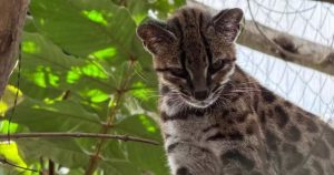 Primeira nova espécie de gato em mais de 100 anos é descoberta por pesquisador brasileiro