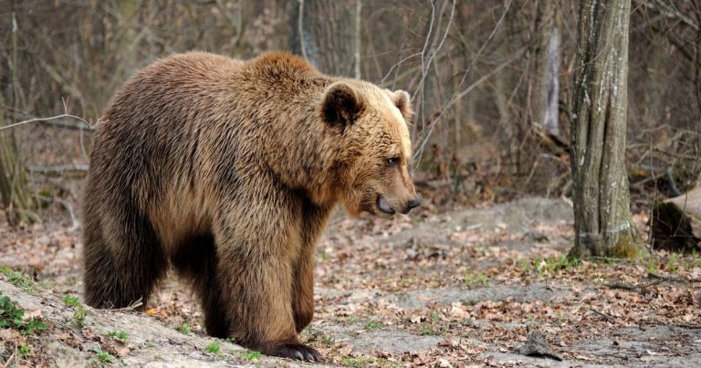 Imagem falsa de urso feita com IA mobiliza polícia e rende multa na Rússia